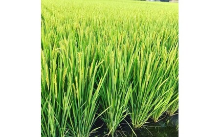 M177　グルテンフリープレミア米粉食パン結パン