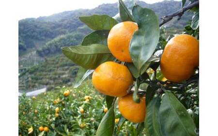 M189 紀州みかん酢3本セット