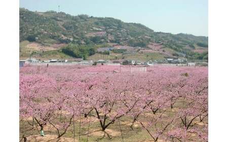 M242　あら川の桃（白鳳、清水白桃、川中島）品種お任せ
