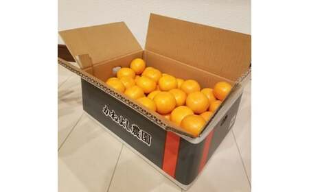 M249　かねよし農園みかん５ｋｇ　Ｌサイズ