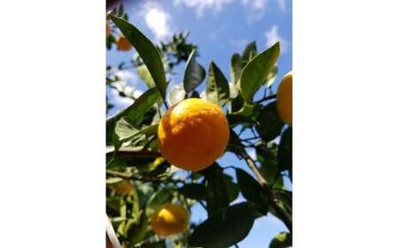 M249　かねよし農園みかん５ｋｇ　Ｌサイズ