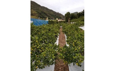 M249　かねよし農園みかん５ｋｇ　Ｌサイズ