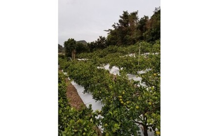 M249　かねよし農園みかん５ｋｇ　Ｌサイズ