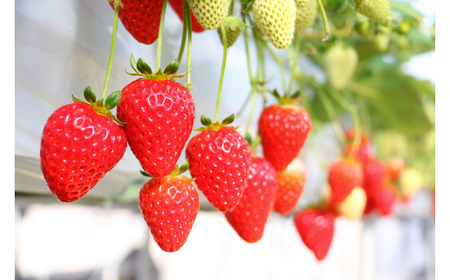 M252　まりひめプレミアム「毬姫様」