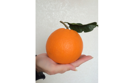 M253　樹上熟成ネーブル　５ｋｇ