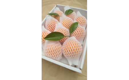 M253　樹上熟成ネーブル　５ｋｇ