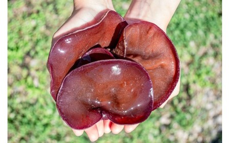 M254　「夢のきくらげ」白いきくらげ・あらげきくらげセット２