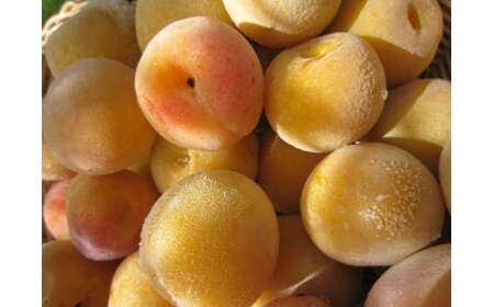 M255 紀州健康梅 完熟冷凍梅 1500g×2箱