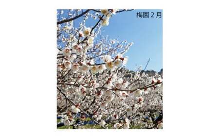 M275　紀州完熟南高梅　特別の日の梅干・二段重