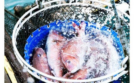 M291 紀州梅まだい2尾(鮮魚)