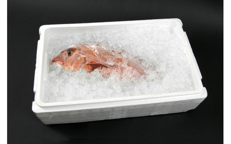 M291 紀州梅まだい2尾(鮮魚)