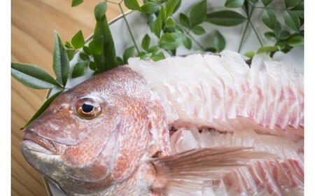 M291 紀州梅まだい2尾(鮮魚)