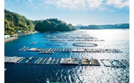 M292　紀州梅まだいのフィーレ（１尾分）