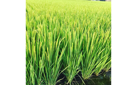 M319 グルテンフリープレミア米粉食パン結パン