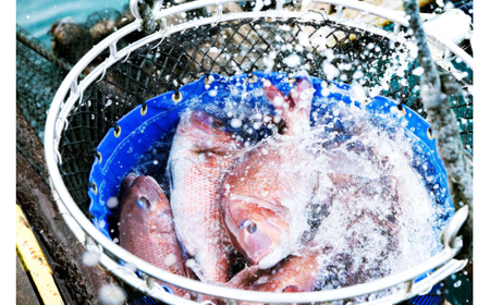 M378　紀州梅まだい３尾（鮮魚）