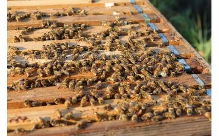 M400　蜜柑蜂蜜　３００ｇ×５瓶