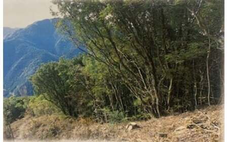 M414　Мｏｄｅｒ