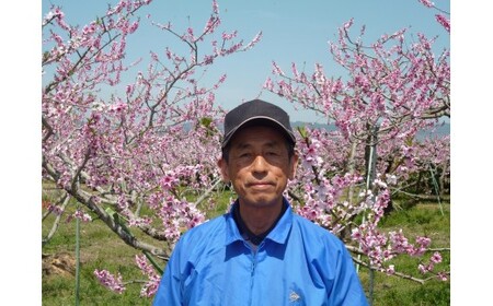 M424　【名産】『あら川の桃』１０～１１個入