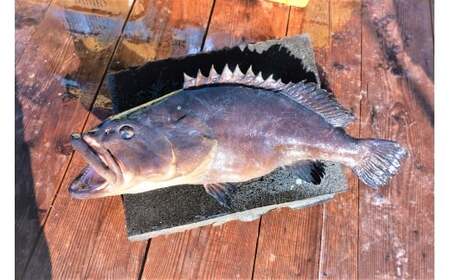 M470　紀州梅くえ鍋用パック　３パック