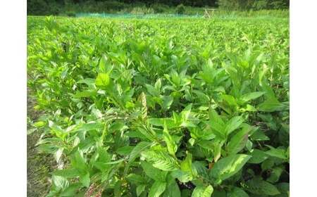 M471 藍染スカーフ 麻