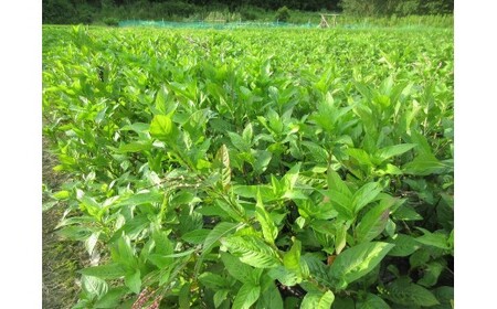 M472　藍染スカーフ　絹・ジョーゼット