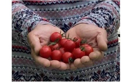 M013　フルーツミニトマト