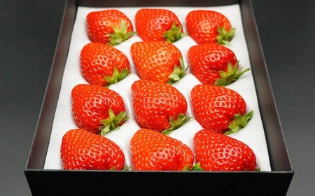 C25-047 最高級ベリーバード 『極』【期間･数量限定】