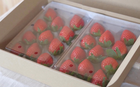 B25-087 【希少品種・鳥取県限定ブランド】とっておき苺(約500g)