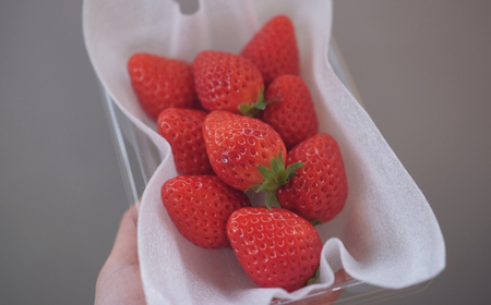 B25-088 【希少品種・鳥取県限定ブランド】とっておき苺(約200g×4パック)