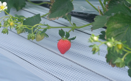 B25-088 【希少品種・鳥取県限定ブランド】とっておき苺(約200g×4パック)