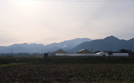 B25-088 【希少品種・鳥取県限定ブランド】とっておき苺(約200g×4パック)