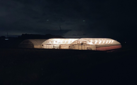 B25-088 【希少品種・鳥取県限定ブランド】とっておき苺(約200g×4パック)