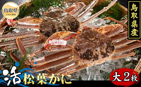 F24-064 鳥取県産　活松葉がに（タグ付き）大2枚【期間限定】