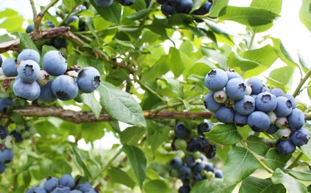 B24-208 奥大山産冷凍ブルーベリー500g×2パック