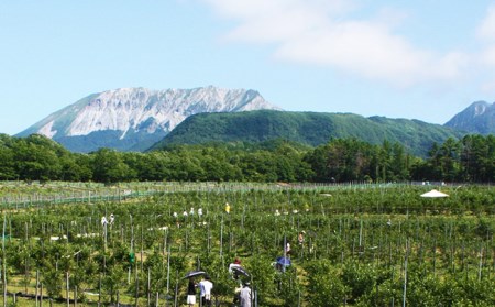 B24-208 奥大山産冷凍ブルーベリー500g×2パック