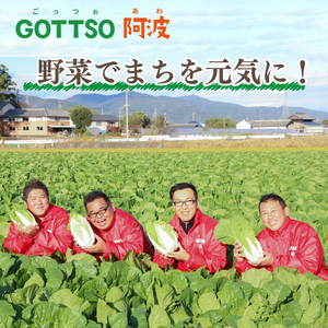 ミニ白菜「ミルフィ～菜」６個セット 11月上旬から2月末まで発送 旬 国産 徳島