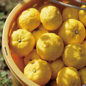 ゆず コーディアル 2本 セット ゆず