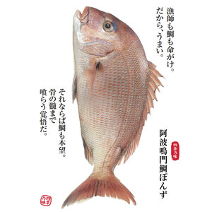 ポン酢 275ml×2本 鳴門鯛 ポン酢