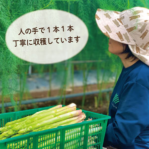 アスパラガス Lサイズ 3kg アスパラガス