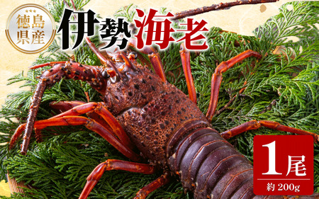 伊勢海老 200g 1尾 伊勢海老