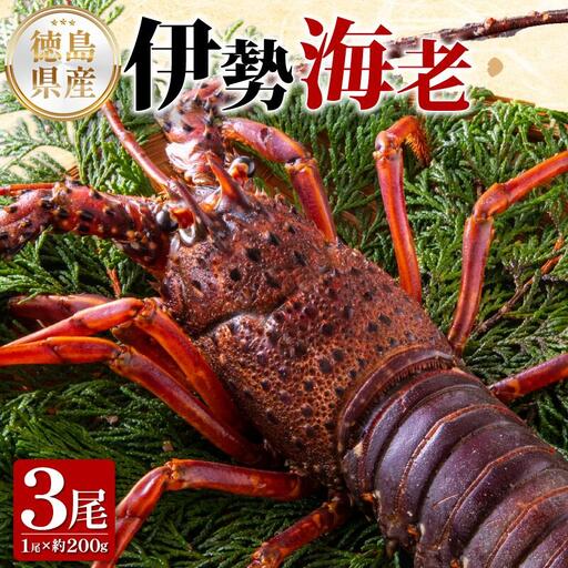 伊勢海老 200g 3尾 天然 伊勢海老