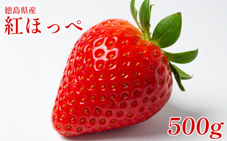 いちご 500g 紅ほっぺ 苺 イチゴ いちご いちご いちご