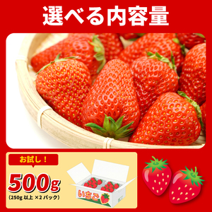 いちご 500g 紅ほっぺ 苺 イチゴ いちご いちご いちご