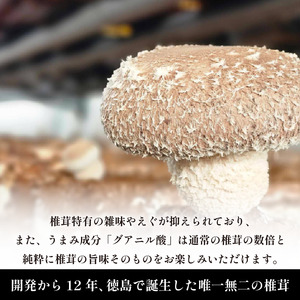 【11月順次発送】　天恵菇 椎茸 300g×2P しいたけ
