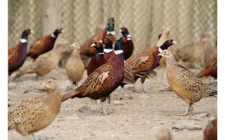 きじ鍋セット きじ鍋 キジ鍋 雉鍋 きじ肉 キジ肉 雉肉 濃縮スープ スープ付き お鍋 鍋 セット 肉 お肉 肉団子 きじだんご 食品 冷凍 簡単調理 特産品 お取り寄せ グルメ 国産【えひめの町(超)推し!(鬼北町)】(290)