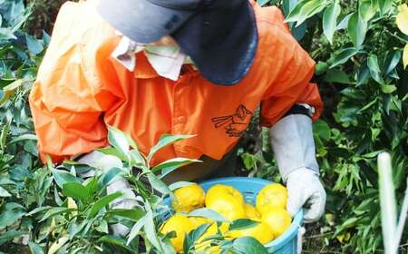 フローラルウォーター セット （3種類を選定） 200ml×3本 フローラルウォーター 柑橘 香り 癒し リラックス 【えひめの町（超）推し！（松前町）】（853）