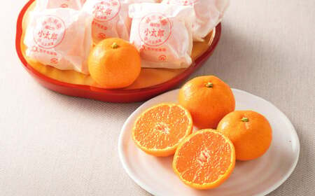 【先行予約】 愛媛県産 小太郎みかん 2Sサイズ 720g（12個） みかん 果物 フルーツ 【2026年1月上旬～1月下旬発送予定】（872）