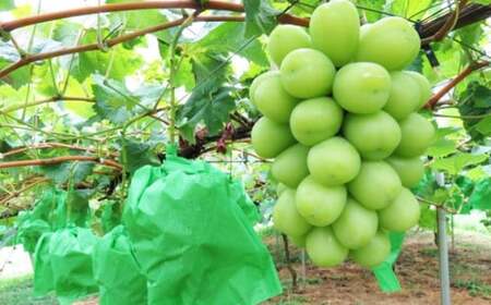 内子町産 シャインマスカット 青秀以上 3～5房入 約2kg 【2026年8月下旬～9月下旬迄発送予定】 【えひめの町（超）推し！（内子町）】（445）