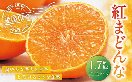 愛媛の旬の柑橘 「紅まどんな」約1.7kg 4L～Lサイズ 6～10個（青マル以上）  紅まどんな 紅マドンナ まどんな マドンナ みかん ミカン 蜜柑 果物 くだもの フルーツ 柑橘 柑橘類 かんきつ 愛媛果試第28号 常温 国産 愛媛 愛媛県 先行予約 【12月頃発送】 （11-1）