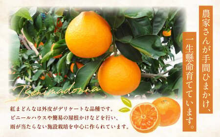 愛媛の旬の柑橘 「紅まどんな」約1.7kg 4L～Lサイズ 6～10個（青マル以上）  紅まどんな 紅マドンナ まどんな マドンナ みかん ミカン 蜜柑 果物 くだもの フルーツ 柑橘 柑橘類 かんきつ 愛媛果試第28号 常温 国産 愛媛 愛媛県 先行予約 【12月頃発送】 （11-1）